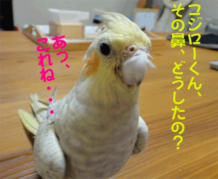 a0056140_22514713.gif