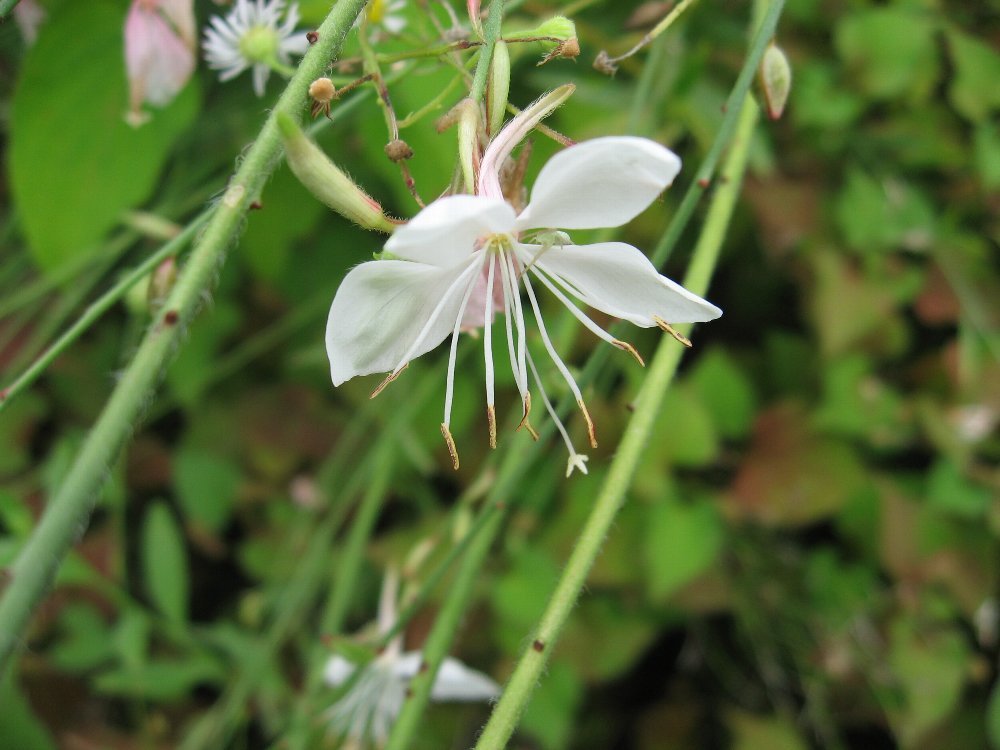 季節の花々_f0134441_19102625.jpg