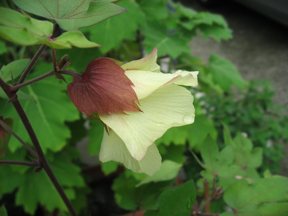 季節の花々_f0134441_19103942.jpg