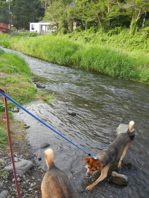 ２０１１年８月２９日（月）　軽井沢のペンション_a0216142_2211432.jpg