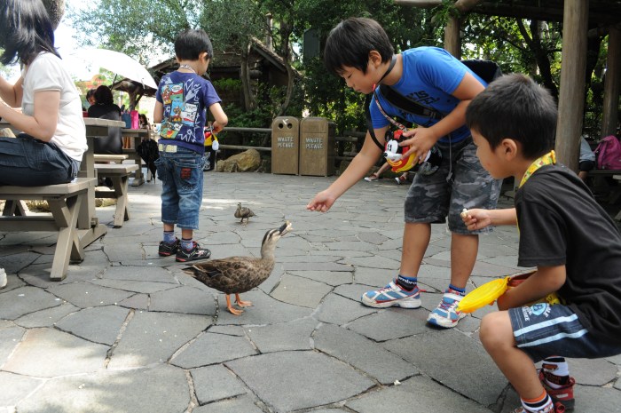 ディズニーランドでカルガモ Lovebird ディズニーランドでカルガモ Lovebird