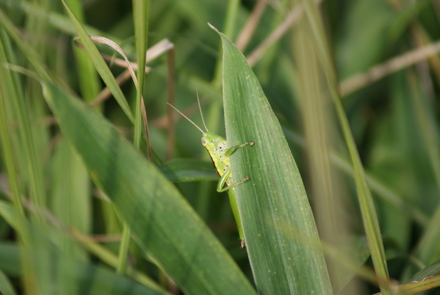 生物処暑_a0091666_2022238.jpg