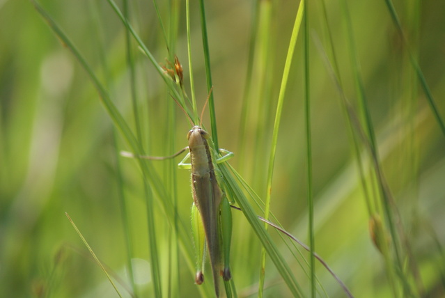 生物処暑_a0091666_20234718.jpg