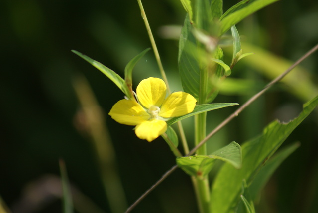 生物処暑_a0091666_2025771.jpg