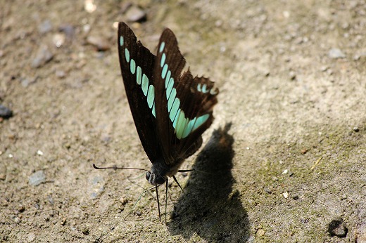 a0158570_1440167.jpg
