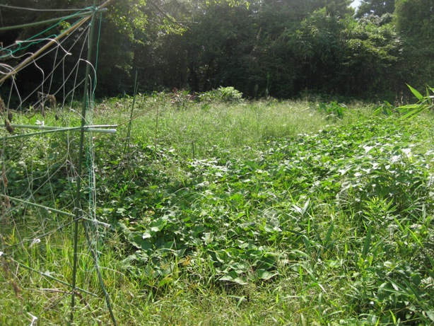 大粒の汗をかいて、草刈をしたよ~_a0213879_176168.jpg
