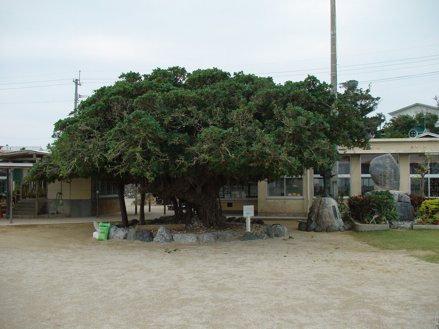 変わりゆく我が母校（与論小学校）_e0032991_10144289.jpg