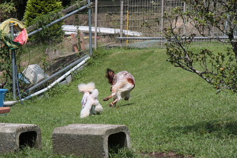 初めてのドッグランに行ってきましたぁ～～_b0104592_2135740.jpg