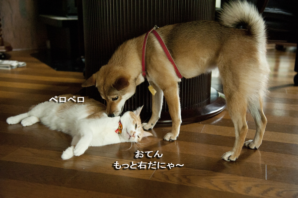 猫の毛づくろいをする犬 ややコロ日記