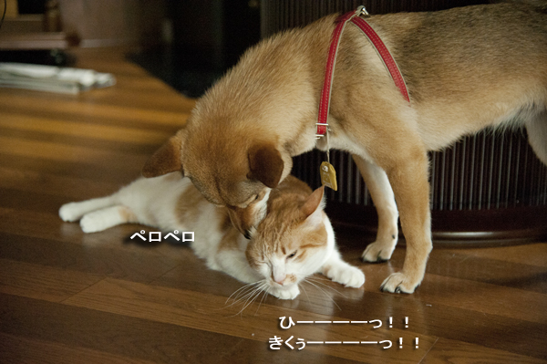 猫の毛づくろいをする犬 ややコロ日記 猫の毛づくろいをする犬 ややコロ日記