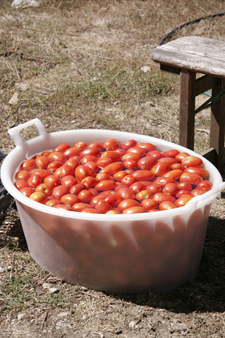 トマトの赤は8月の色_f0106597_202218.jpg