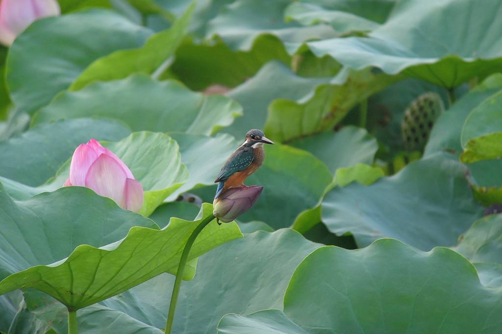ファミリーで「蓮カワセミ」/季節外れの「山吹の花」_b0024798_9102352.jpg