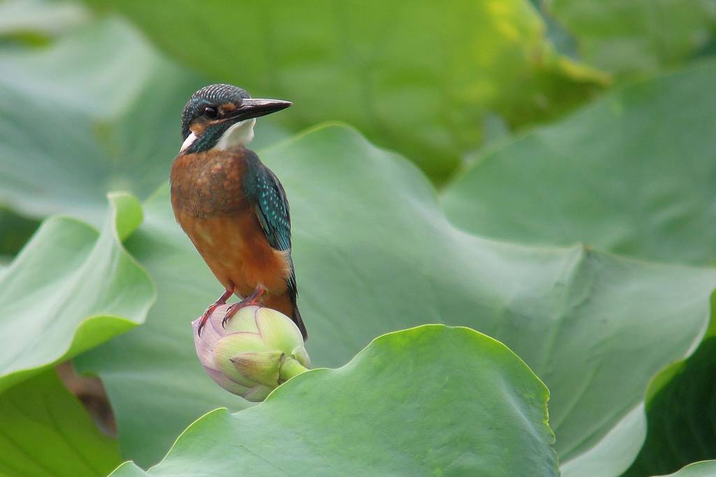 ファミリーで「蓮カワセミ」/季節外れの「山吹の花」_b0024798_910258.jpg