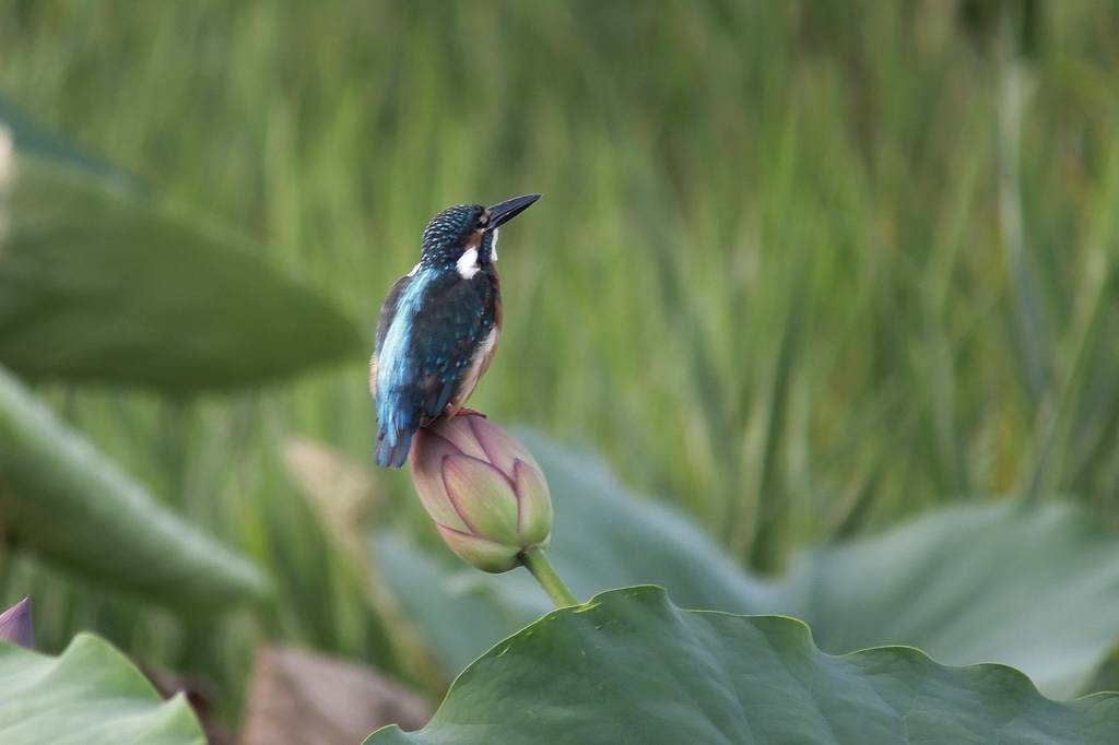 ファミリーで「蓮カワセミ」/季節外れの「山吹の花」_b0024798_9103273.jpg