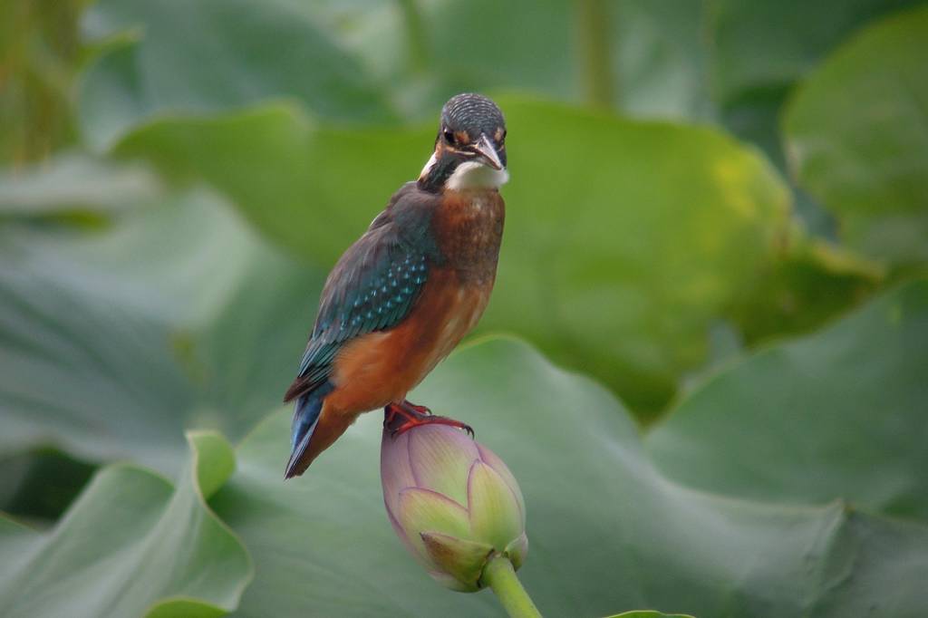 ファミリーで「蓮カワセミ」/季節外れの「山吹の花」_b0024798_910881.jpg
