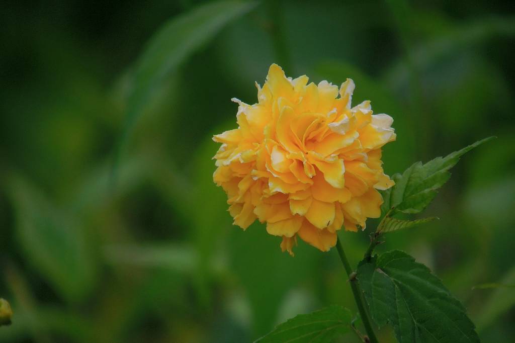 ファミリーで「蓮カワセミ」/季節外れの「山吹の花」_b0024798_9125746.jpg