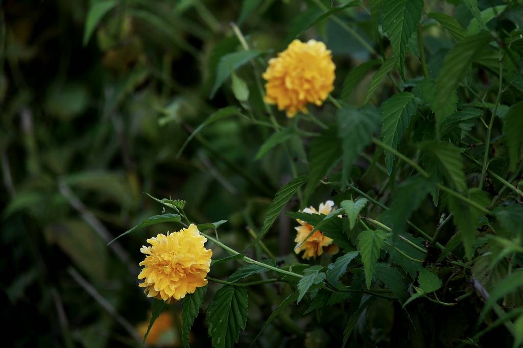 ファミリーで「蓮カワセミ」/季節外れの「山吹の花」_b0024798_9131631.jpg