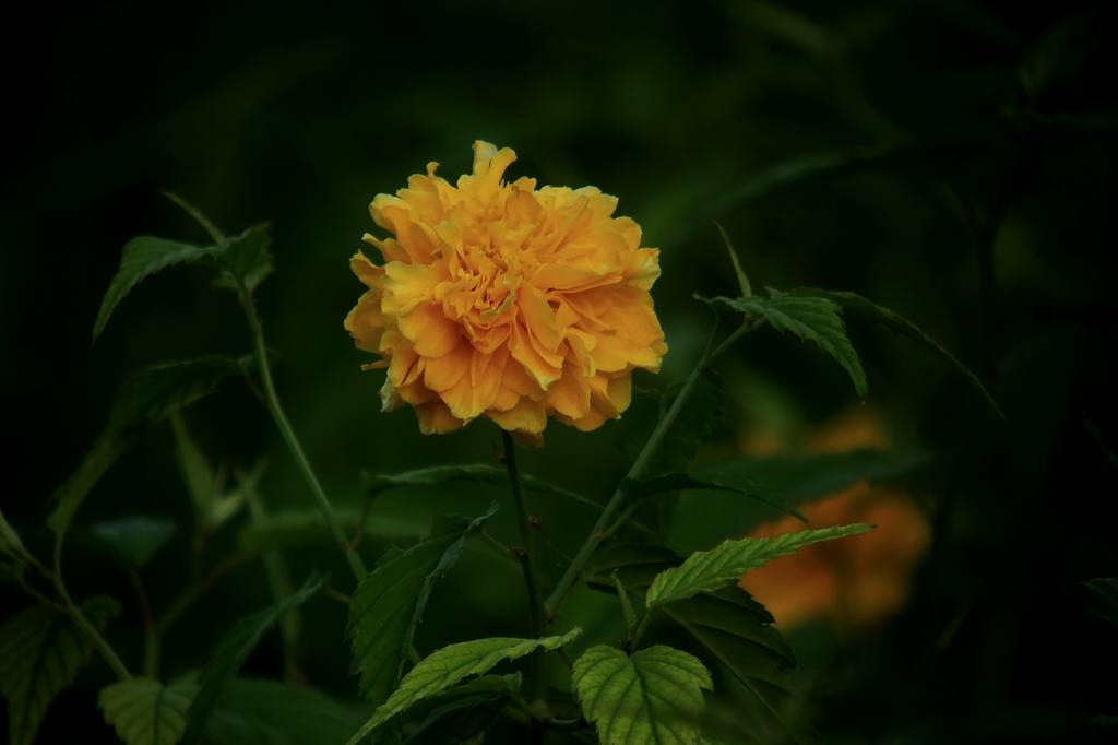 ファミリーで「蓮カワセミ」/季節外れの「山吹の花」_b0024798_913438.jpg