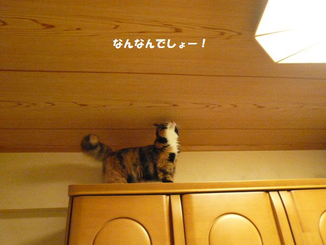 e0094407_1454817.jpg