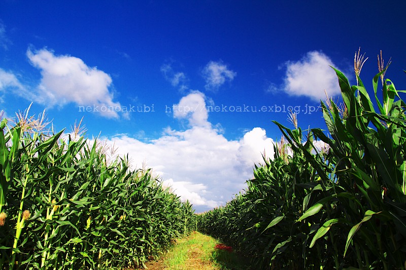 Corn field_b0003512_1659016.jpg