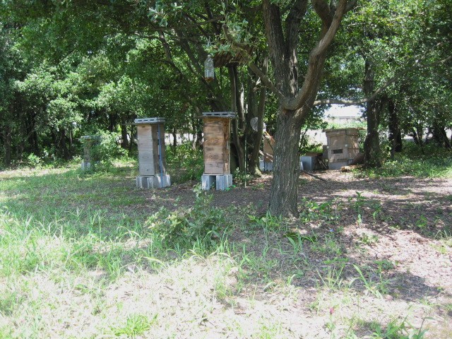 「百花蜜 1」_a0120513_19287.jpg