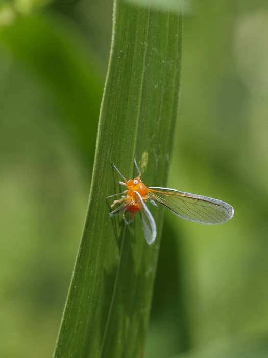 アカハネナガウンカ_c0116915_1273590.jpg