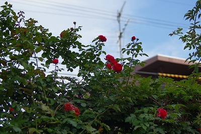 f0170524_1919451.jpg