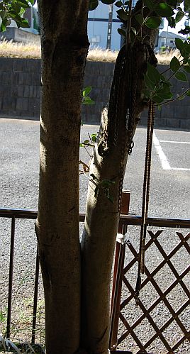 e0108126_95939.jpg