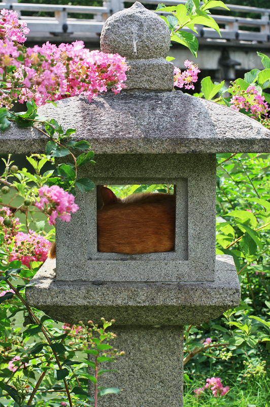 拾翠亭の百日紅(京都御苑)_f0155048_20301818.jpg