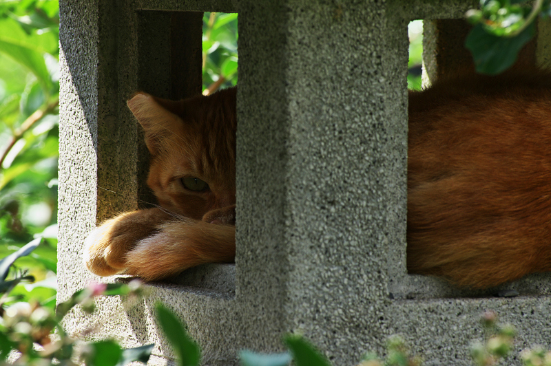 拾翠亭の百日紅(京都御苑)_f0155048_20302842.jpg