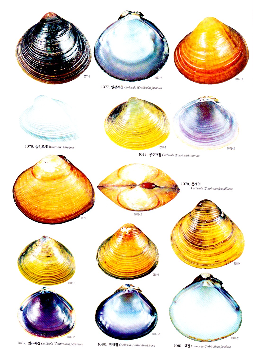 Beachmollusc ひむかのハマグリ Beachmollusc ひむかのハマグリ
