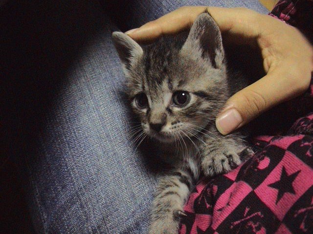 仔猫と暮らす。_e0060555_22494364.jpg