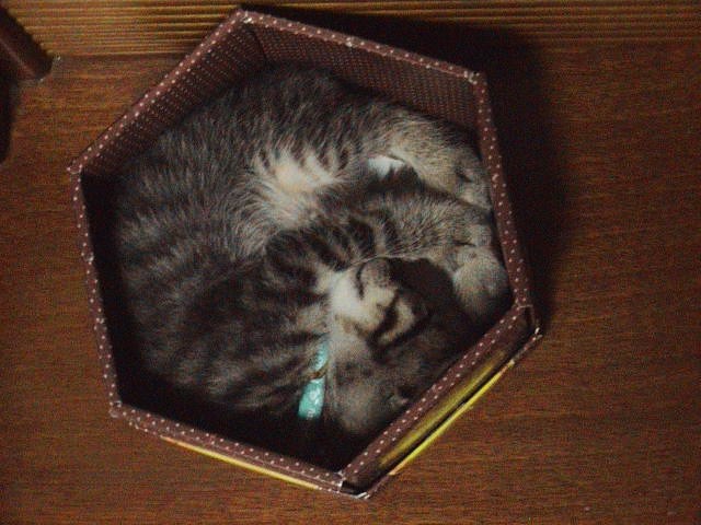 仔猫と暮らす。_e0060555_22515271.jpg
