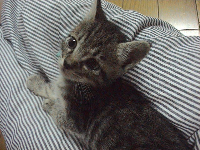 仔猫と暮らす。_e0060555_2254511.jpg