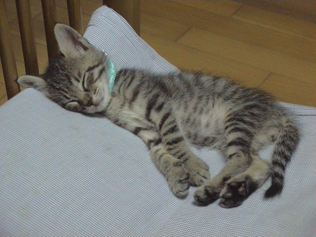 仔猫と暮らす。_e0060555_2257855.jpg