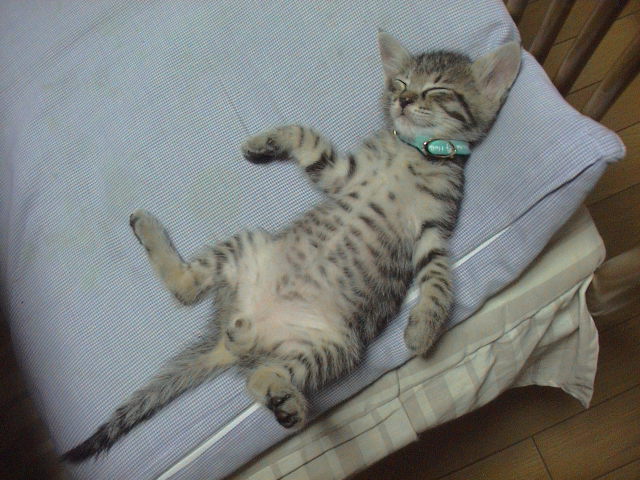 仔猫と暮らす。_e0060555_23101912.jpg