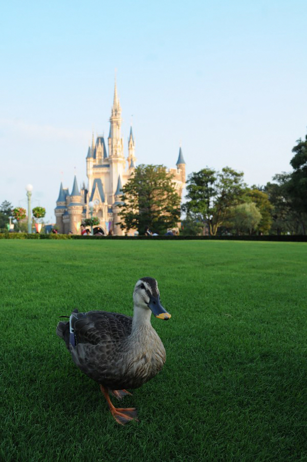 ディズニーでカルガモ　その２_b0177857_205772.jpg