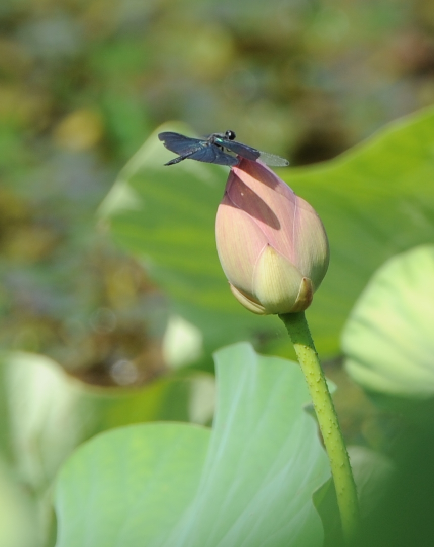 ハスの花とカワセミ_c0205858_1612848.jpg