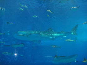 c0048160_11295362.jpg