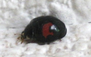 ladybug_c0102065_1023854.jpg