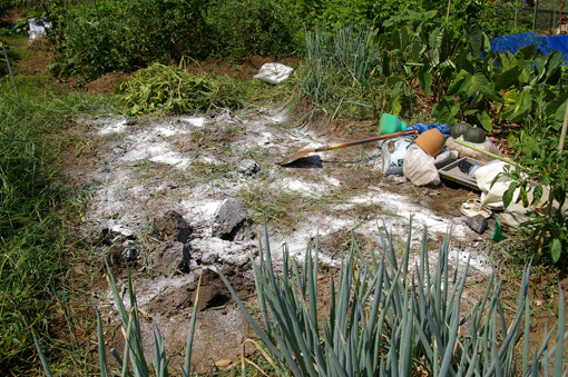 このところの恵みの雨で生気取り戻した野菜たち：8：29_c0014967_9431439.jpg