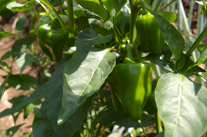 このところの恵みの雨で生気取り戻した野菜たち：8：29_c0014967_9482096.jpg