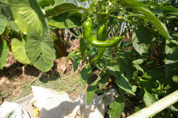 このところの恵みの雨で生気取り戻した野菜たち：8：29_c0014967_949310.jpg