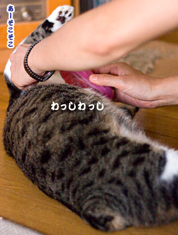 アジフライとタムちゃん_a0119470_345580.jpg