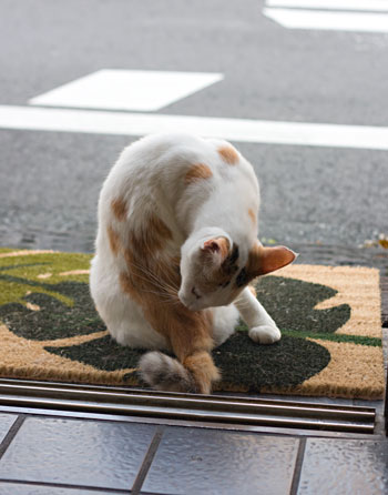 アジフライとタムちゃん_a0119470_374930.jpg