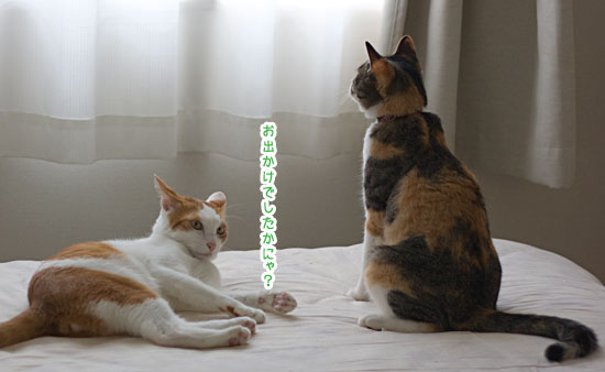 アジフライとタムちゃん_a0119470_375986.jpg