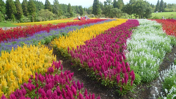 久住花公園に行って来ました(*^^)_d0230676_9143190.jpg