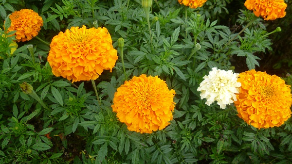 久住花公園に行って来ました(*^^)_d0230676_9163872.jpg