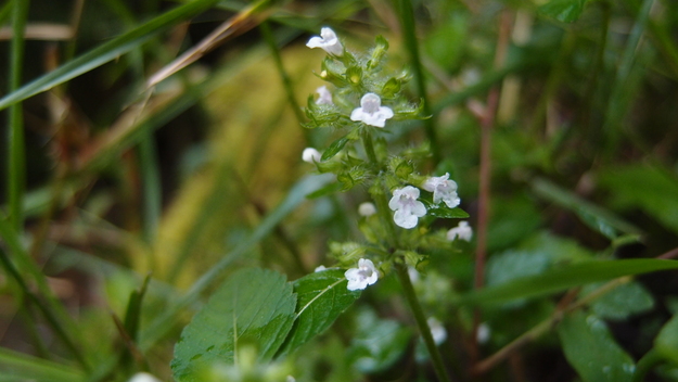 e0024081_2010242.jpg