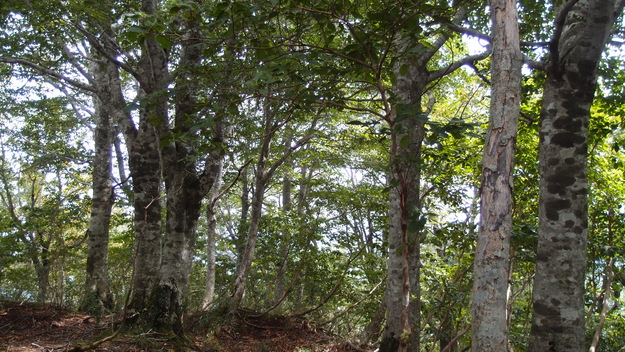 e0024081_20285547.jpg